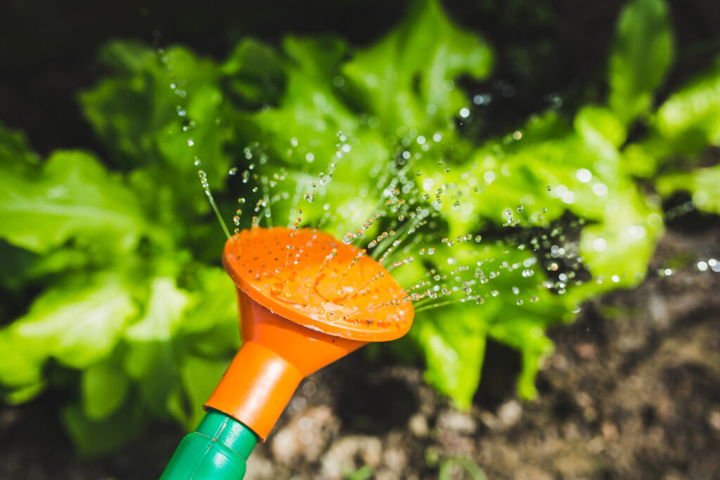 watering can watering lettuce in garden