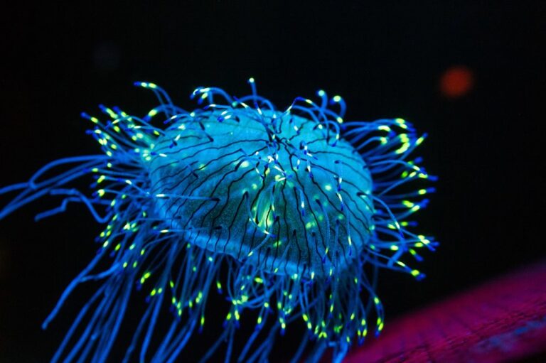 bioluminescence in jellyfish Monterrey Bay Aquarium