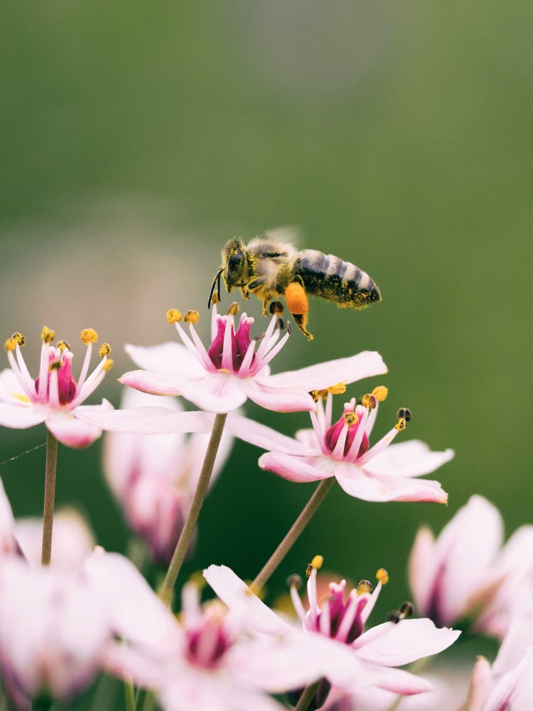 Bee on Flower - BioBoxes Labs