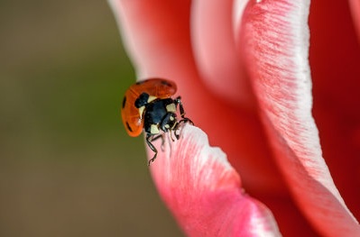 Ladybug on pink flower