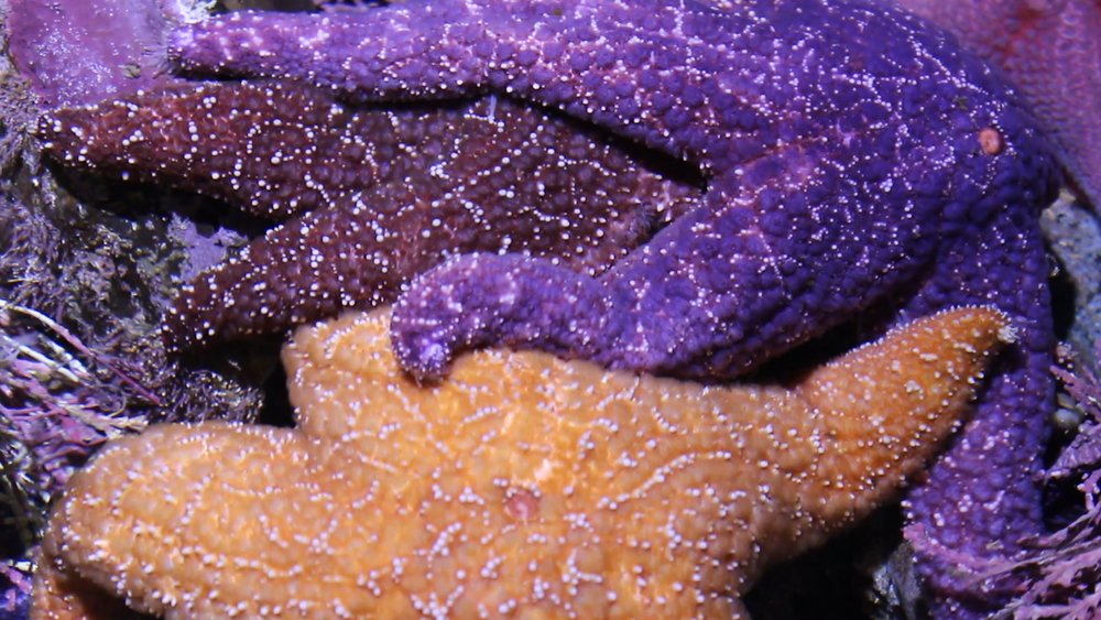 purple and orange star fishes