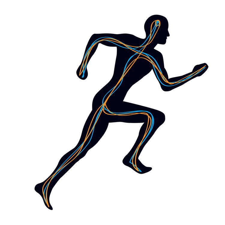 Man,Running,Showing,Two,Pathways,Connecting,Brain,To,Muscles,-