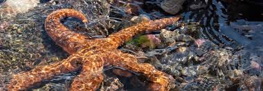 sea star in shallow water sitting on rocks