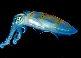 opalescent squid